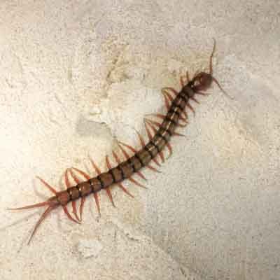 Centipede Control